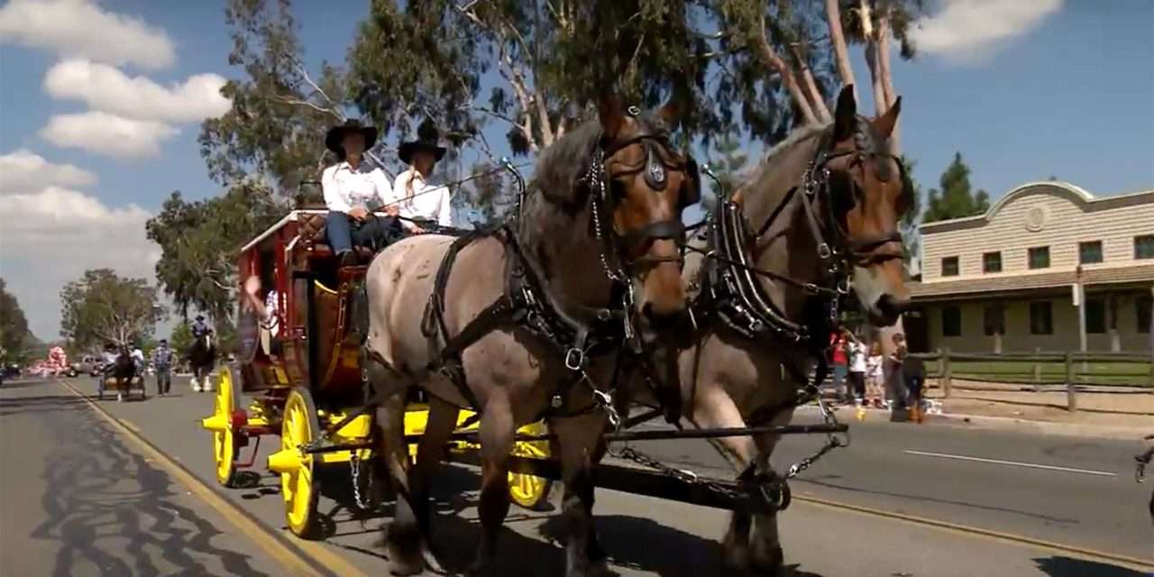 Disneyland Resort Horses Featured in Norco Horseweek Parade