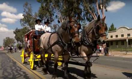 Disneyland Resort Horses Featured in Norco Horseweek Parade