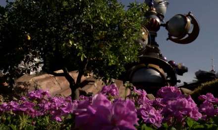 Disneyland Resort Horticulture Team Makes the Parks Blossom in Springtime