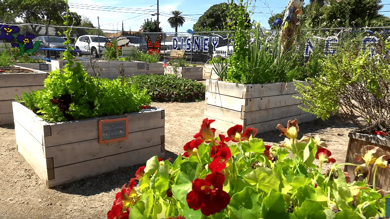 Teaching Garden Built by Disney VoluntEARS at Local School Inspires Disneyland Resort Chefs’ Cooking Class for Students