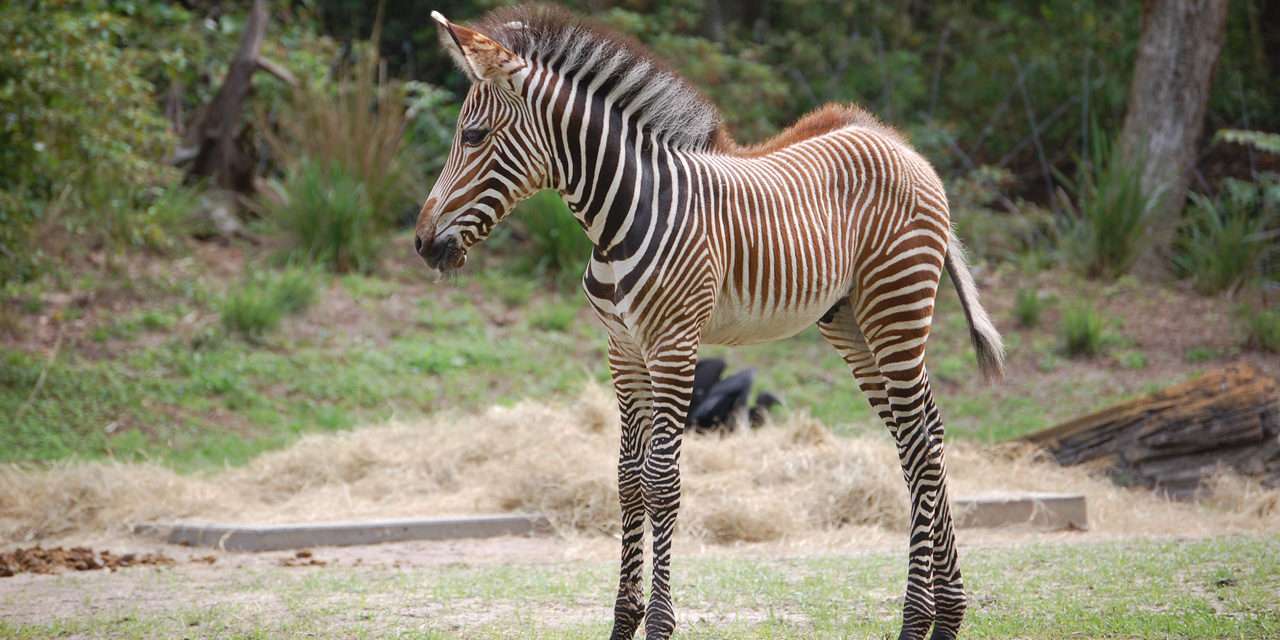 Wildlife Wednesday: Two Baby Zebra at Walt Disney World Resort!