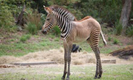 Wildlife Wednesday: Two Baby Zebra at Walt Disney World Resort!