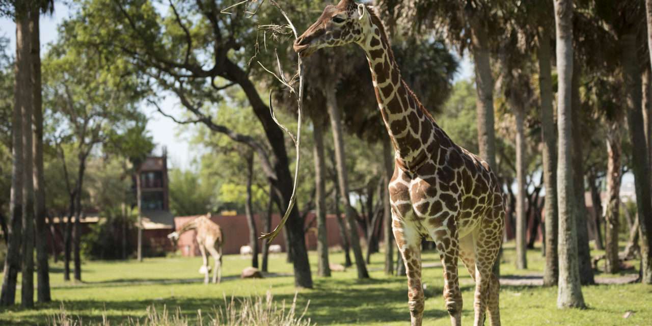 3 Generations of Giraffe Celebrate Mother’s Day at Disney’s Animal Kingdom Lodge Savanna