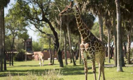 3 Generations of Giraffe Celebrate Mother’s Day at Disney’s Animal Kingdom Lodge Savanna