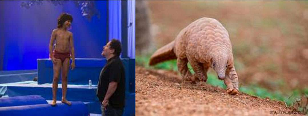 Exclusive IFAW Q&A w/Jungle Book Director Jon Favreau on Inclusion of a Pangolin, the World’s Most Endangered Mammal