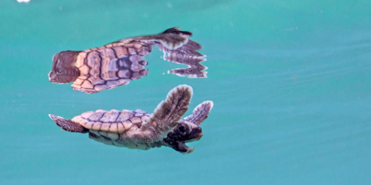 Wildlife Wednesday: Disney is Helping ‘Reverse the Decline’ of Sea Turtles