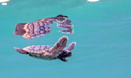 Wildlife Wednesday: Disney is Helping ‘Reverse the Decline’ of Sea Turtles