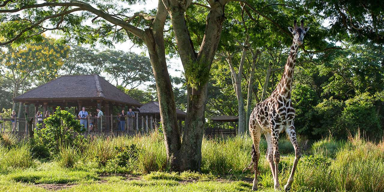 New “Savor the Savanna” at Disney’s Animal Kingdom Offers Private Tour, Exclusive Viewing and African-Inspired Culinary Delights