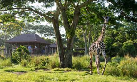 New “Savor the Savanna” at Disney’s Animal Kingdom Offers Private Tour, Exclusive Viewing and African-Inspired Culinary Delights