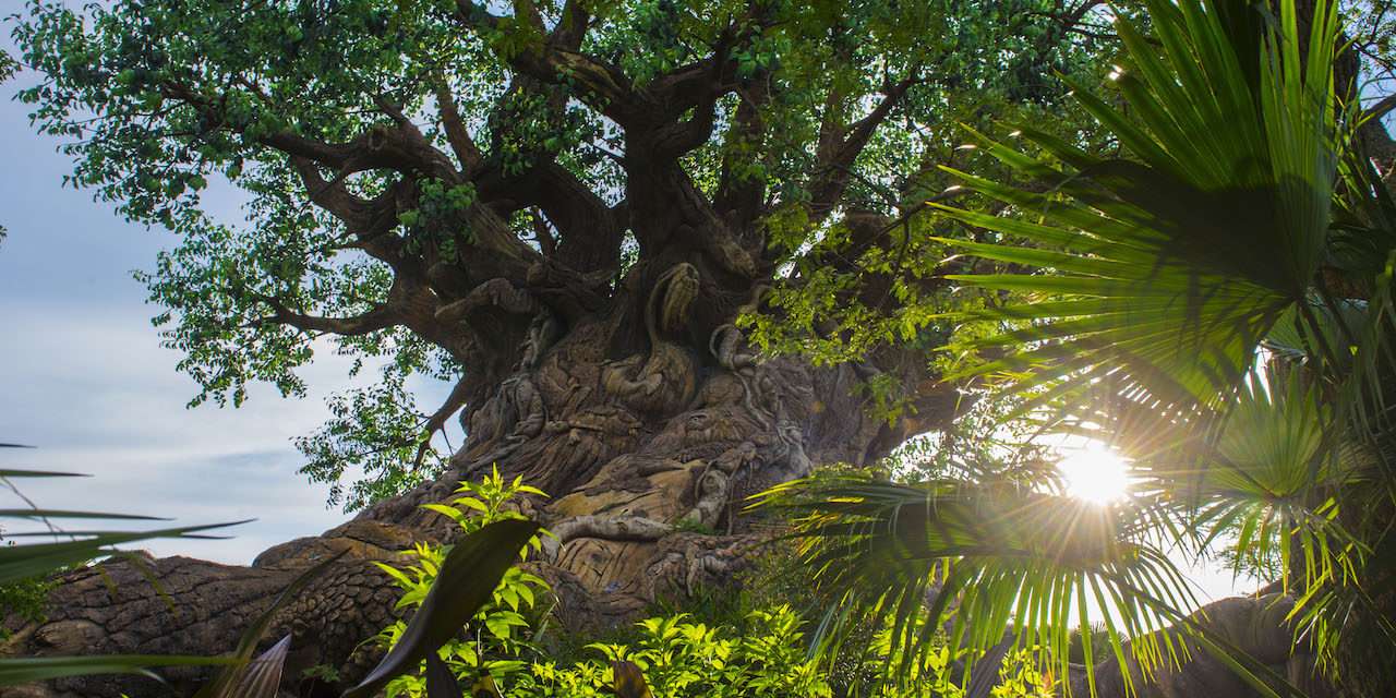 The Sun Rises on the Tree of Life