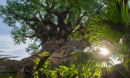 The Sun Rises on the Tree of Life