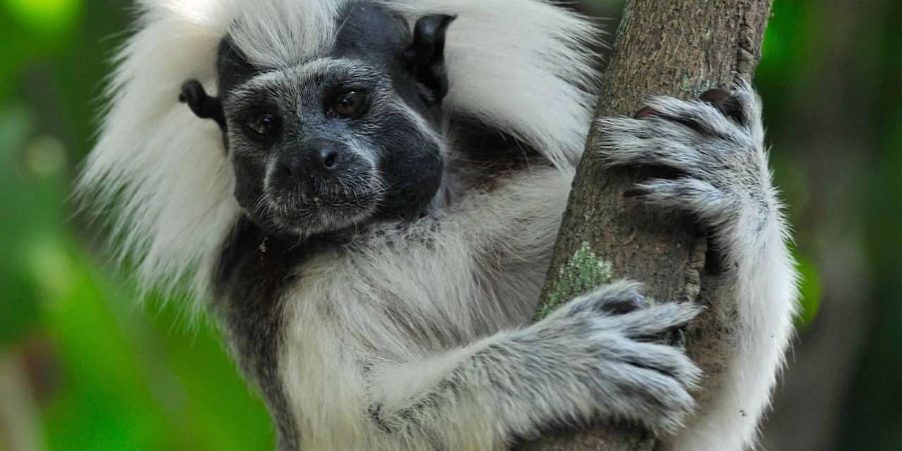 Wildlife Wednesday: Disney Helps ‘Reverse the Decline’ of Cotton-Top Tamarins