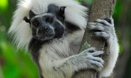 Wildlife Wednesday: Disney Helps ‘Reverse the Decline’ of Cotton-Top Tamarins