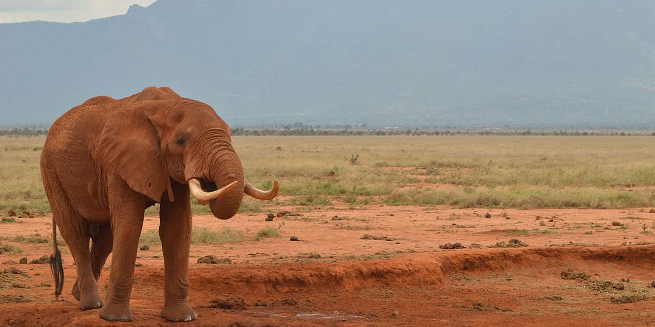 Wildlife Wednesday: Disney Helps ‘Reverse the Decline’ of Elephants