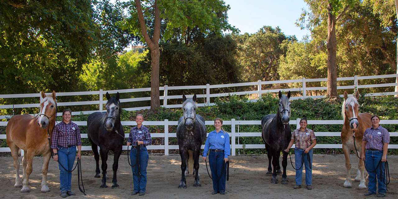 New Main Street Horses Join Disneyland Resort Cast