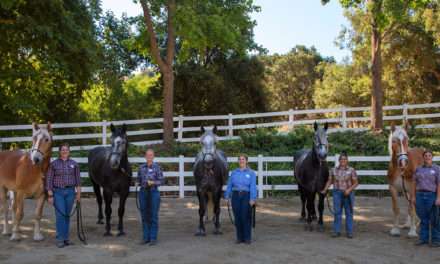 New Main Street Horses Join Disneyland Resort Cast