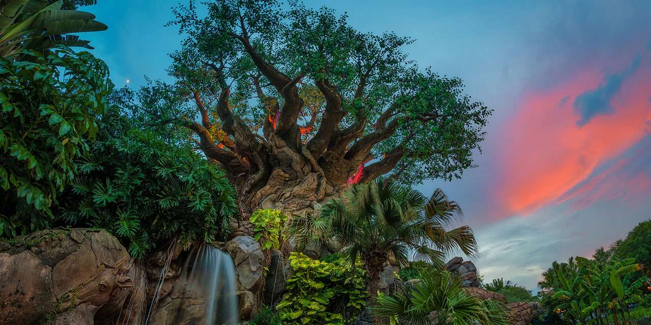 Disney Parks After Dark: A Colorful Sunset at the Tree of Life
