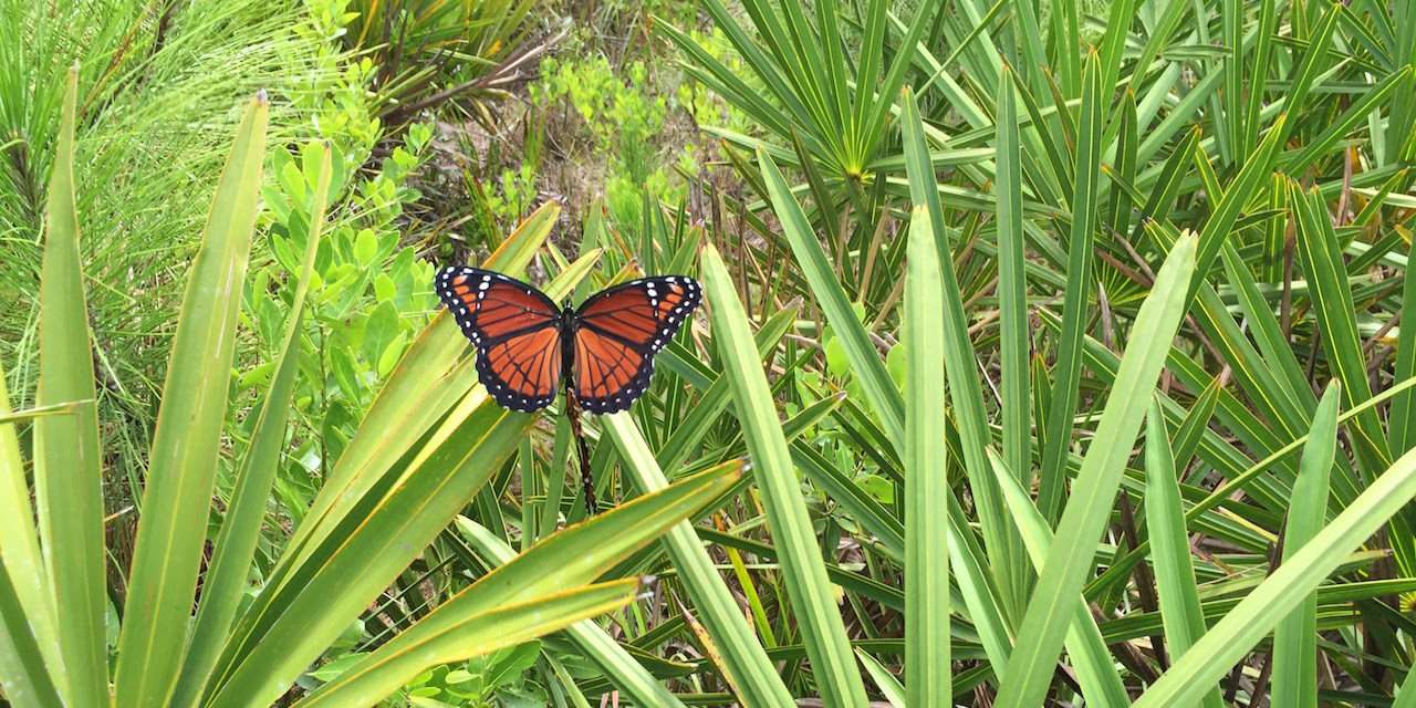 Help ‘Reverse the Decline’ of Butterflies