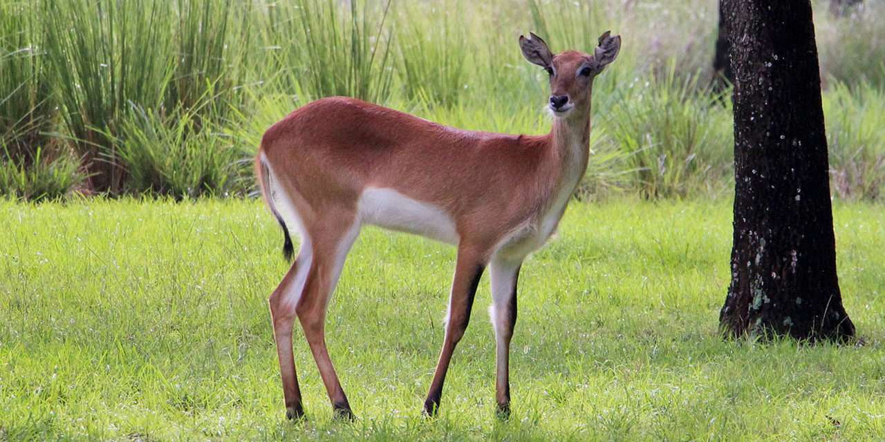 Meet Our Red Lechwe, New Pelican Chicks