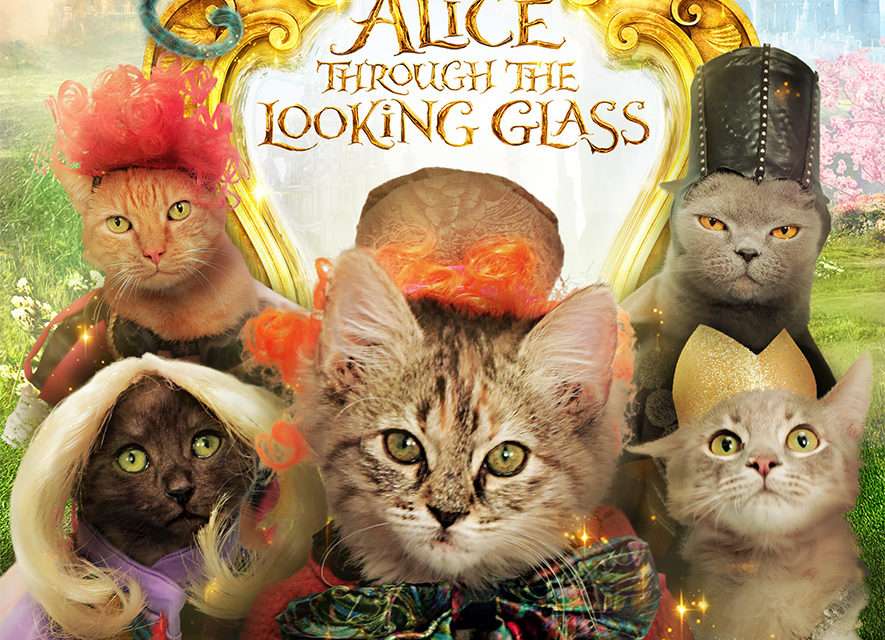 Adorable Kittens Dress Up as ‘Alice Characters’ – for Adoption