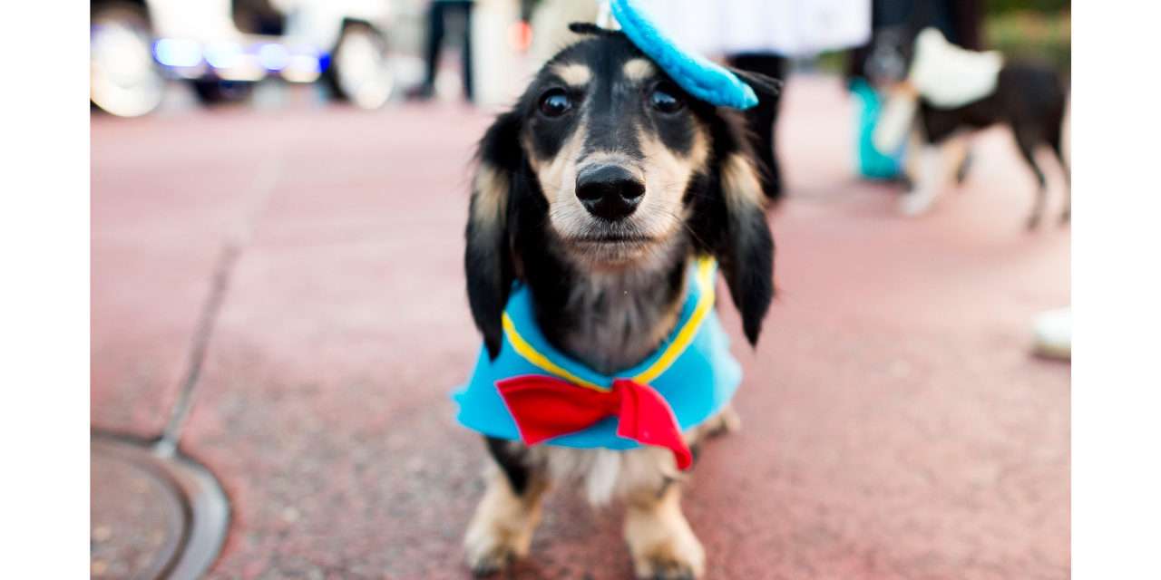 Disney Dog Halloween Costume Ideas Perfect for Your Pet