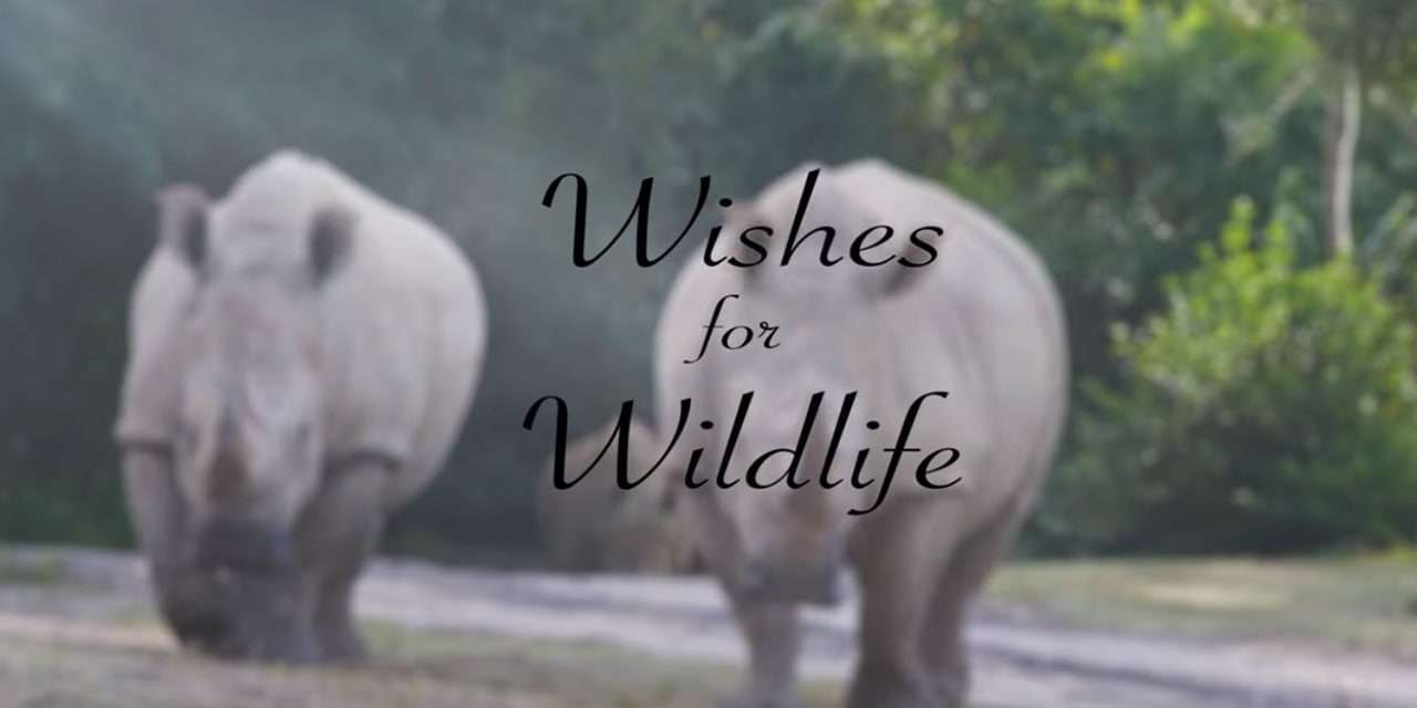 Children Share Their Wishes for Wildlife: Rhinos