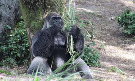 Disney Helps ‘Reverse the Decline’ of Great Apes