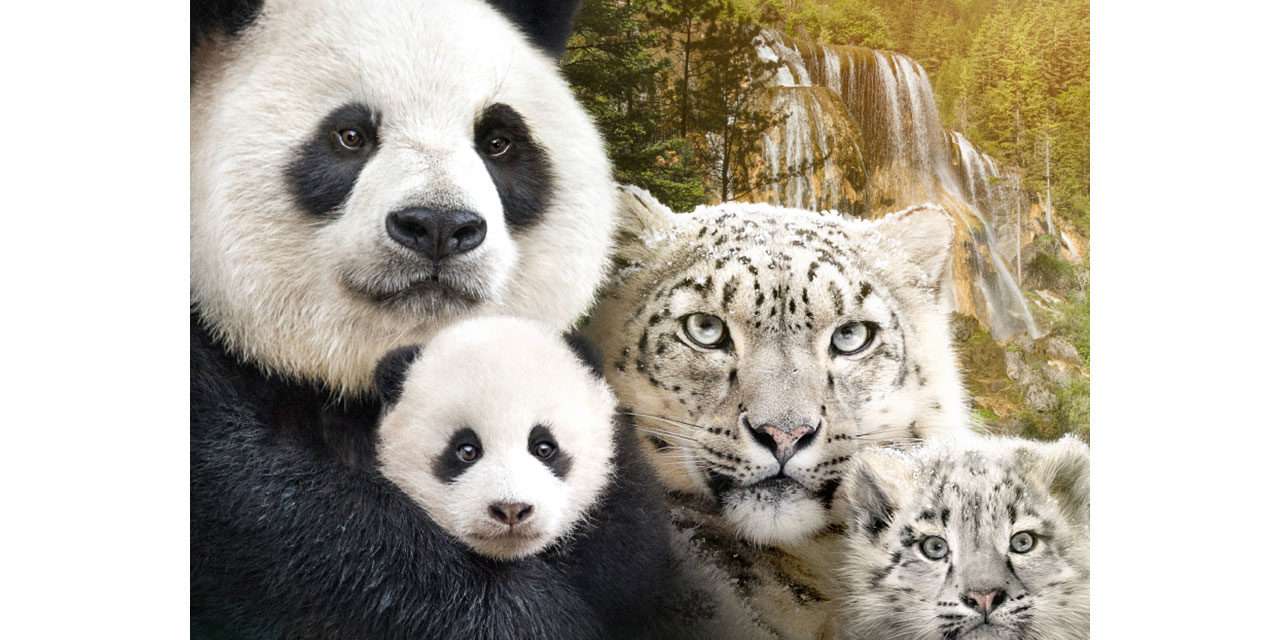 Learn About the Cast of Disneynature ‘Born in China’
