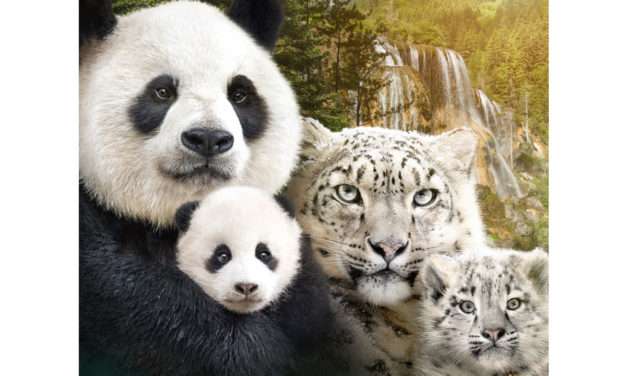 Learn About the Cast of Disneynature ‘Born in China’