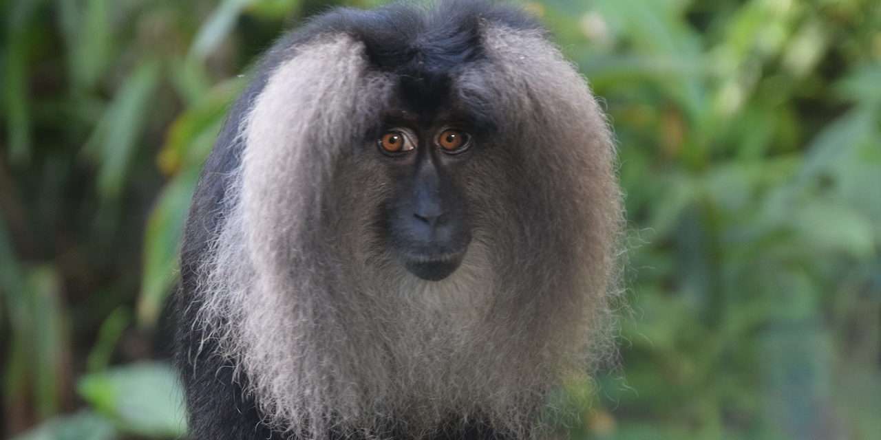 Rare Lion-Tailed Macaques Join Disney’s Animal Kingdom