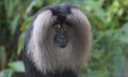 Rare Lion-Tailed Macaques Join Disney’s Animal Kingdom