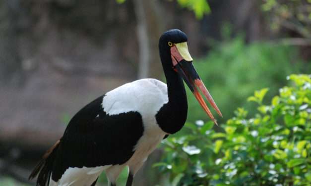 Animals Return to the Tree of Life