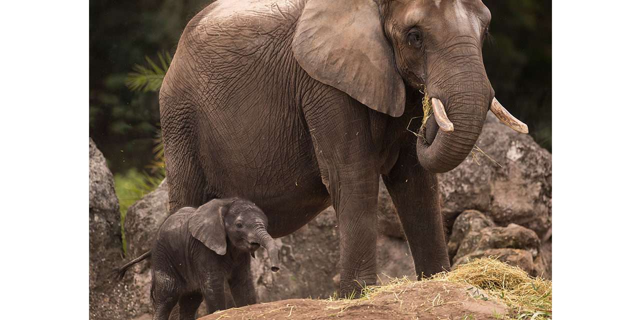 Elephant Calf Born at Disney’s Animal Kingdom