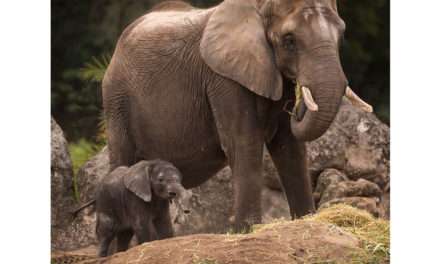 Elephant Calf Born at Disney’s Animal Kingdom