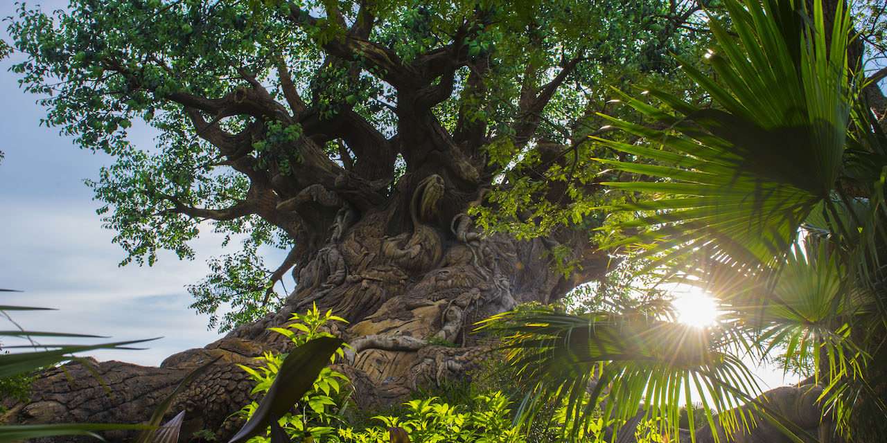 The Sun Is Bright at Disney’s Animal Kingdom