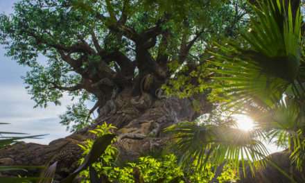 The Sun Is Bright at Disney’s Animal Kingdom