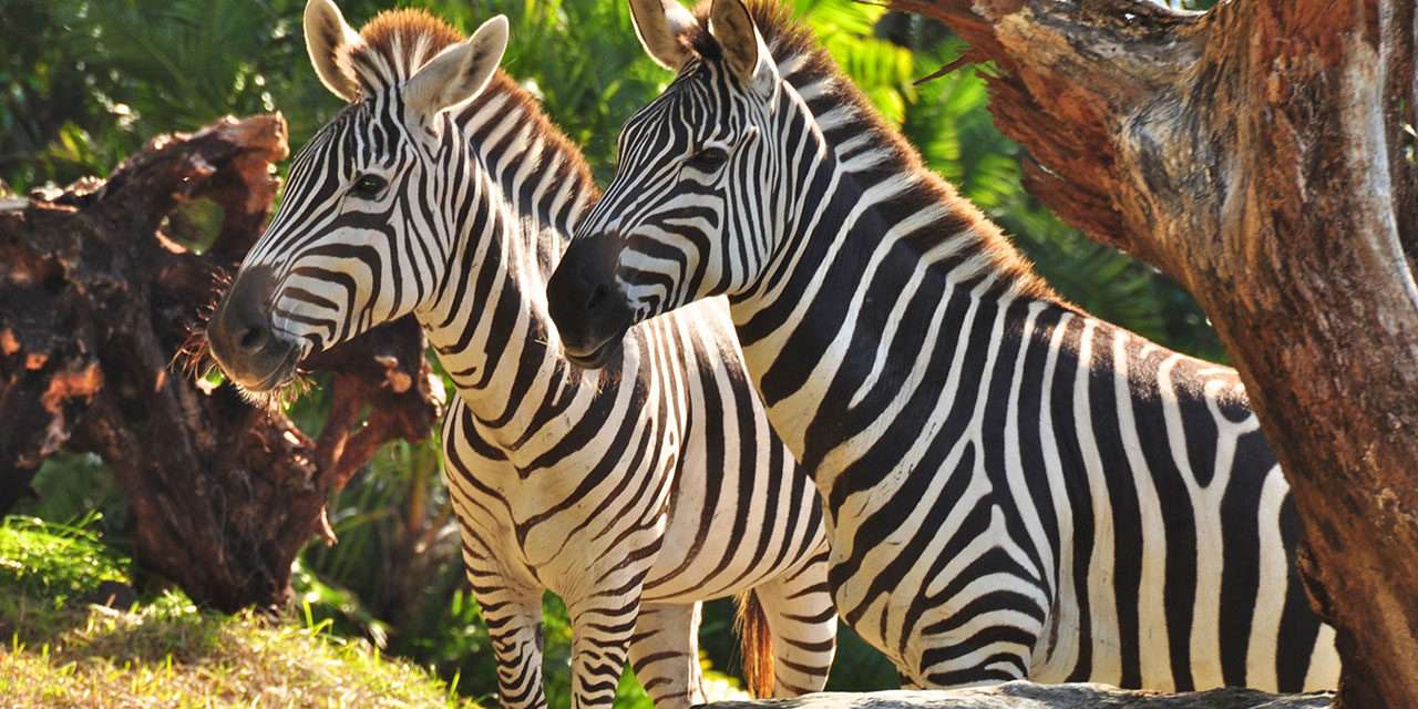 Celebrate International Zebra Day