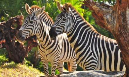Celebrate International Zebra Day