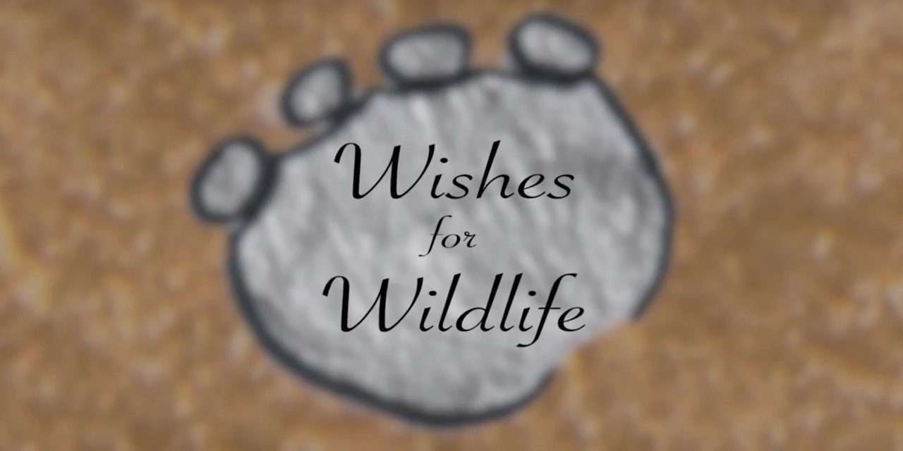 Make Wishes and Take Action for Wildlife In The New Year