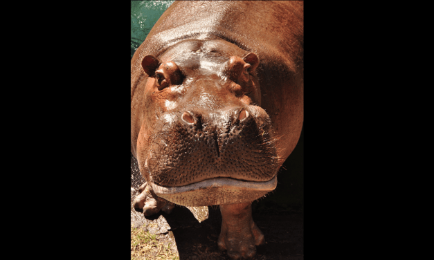 New Animals Added to Disneyanimals.com