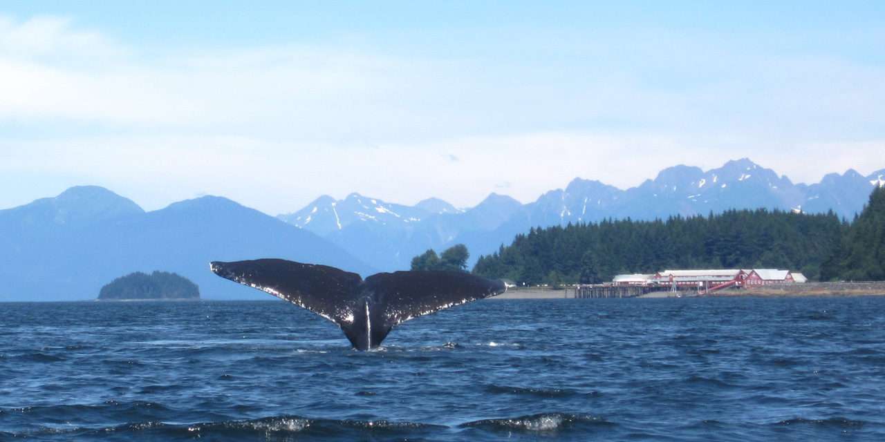 Exploring Alaska’s Icy Strait Point with Disney Cruise Line: Wildlife Adventures