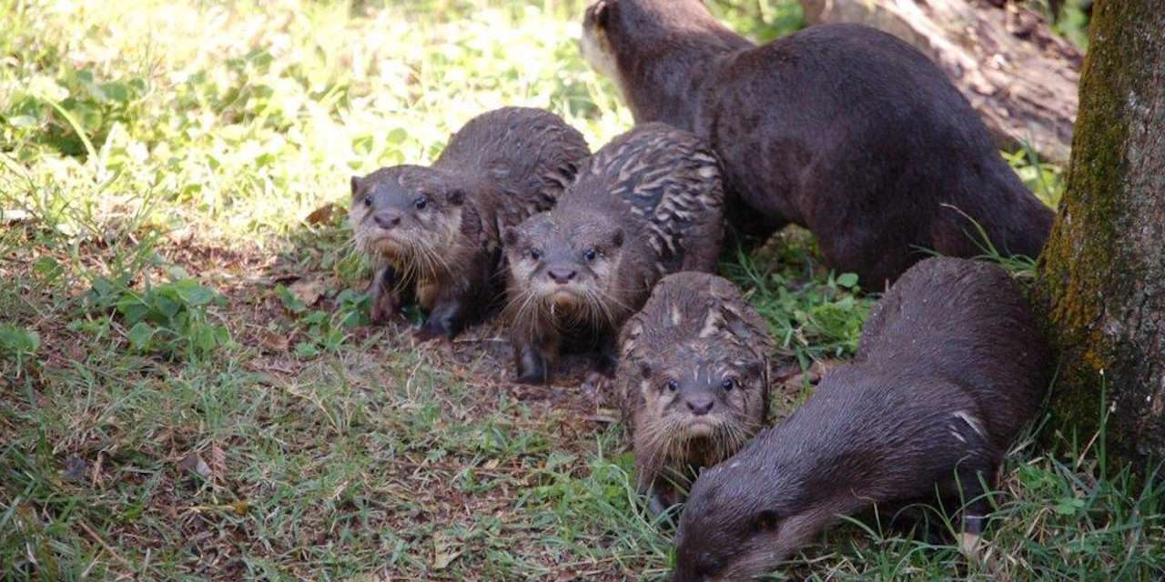 Otter Pup-Date from the Tree of Life