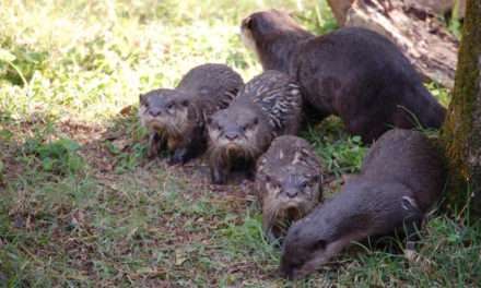 Otter Pup-Date from the Tree of Life