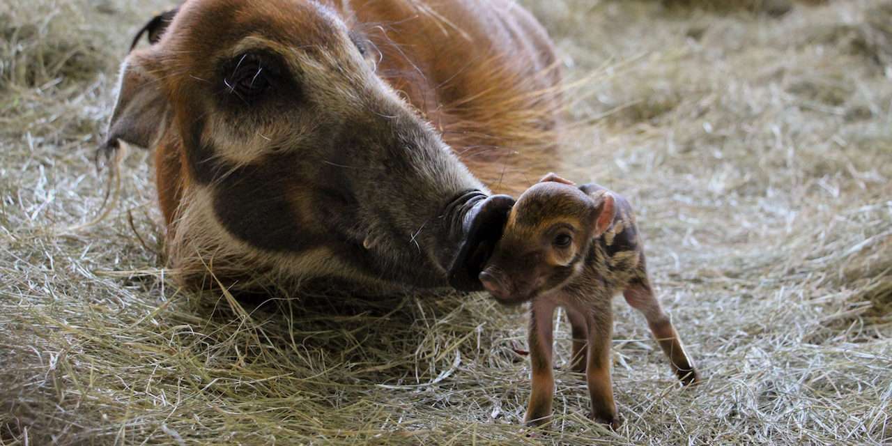 Red River Hogs are Born at Disney’s Animal Kingdom Lodge