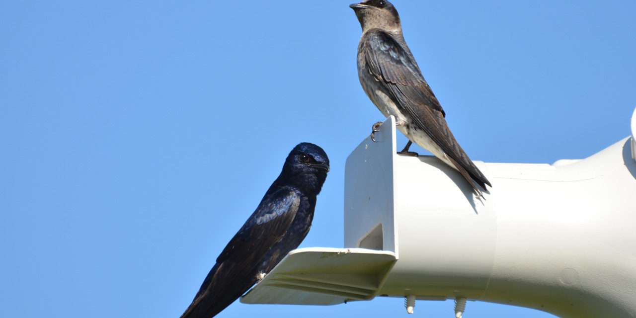 We’re Learning So Much About Purple Martins!