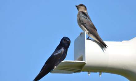 We’re Learning So Much About Purple Martins!