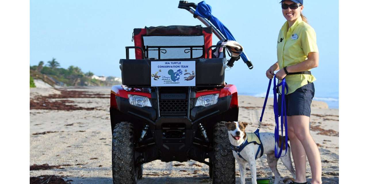 Rescued Dog Helping Us Reverse the Decline of Sea Turtles