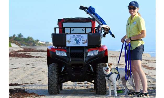 Rescued Dog Helping Us Reverse the Decline of Sea Turtles