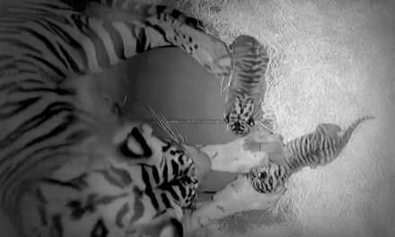 Disney’s Animal Kingdom Celebrates Birth of Critically Endangered Sumatran Tiger Cubs