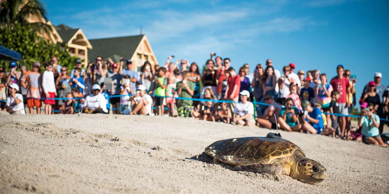 Start Your Engines! Tour de Turtles Marathon Begins